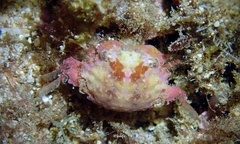 Exopalicus maculatus