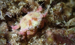 Exopalicus maculatus
