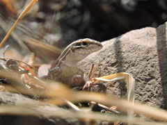 Aspidoscelis costatus