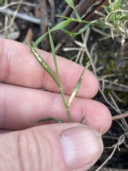 Tetrarrhena distichophylla