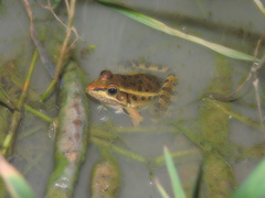 Lithobates neovolcanicus
