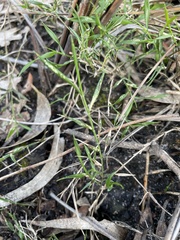 Tetrarrhena distichophylla