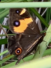 Tisiphone abeona albifascia