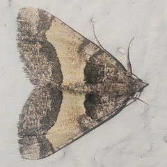 Frederickia hypaethrata