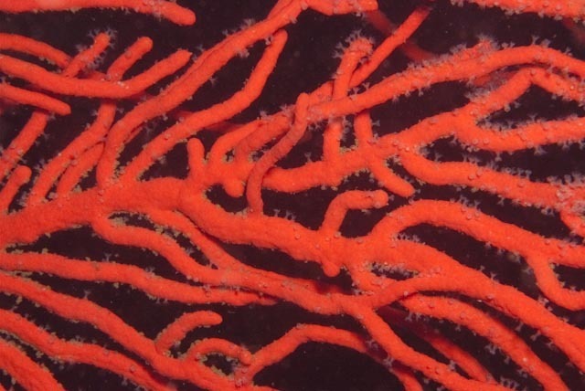 palmate sea fan