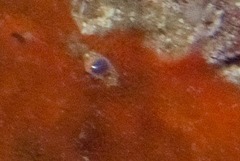 Gibberula dulcis