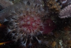 Alcyonium variabile