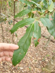 Cryptocarya glaucescens