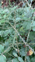 Achyranthes bidentata