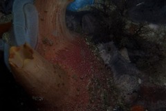 Ascidia incrassata