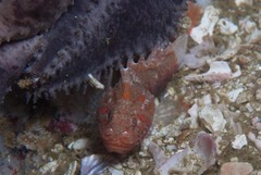 Coccotropsis gymnoderma