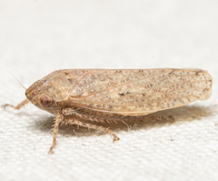 Curtara insularis