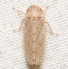 Curtara insularis