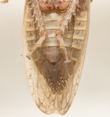 Curtara insularis