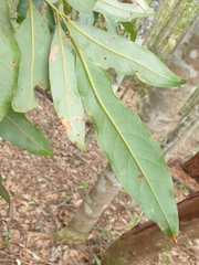 Cryptocarya glaucescens