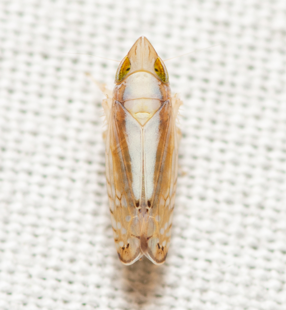 Scaphytopius elegans