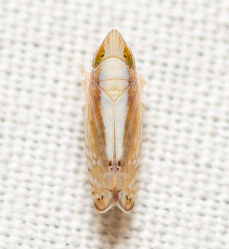 Scaphytopius elegans