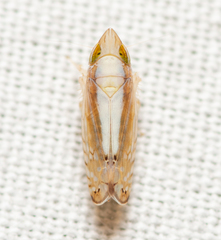 Scaphytopius elegans