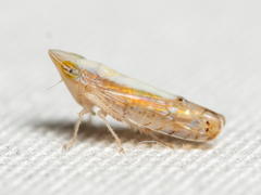 Scaphytopius elegans