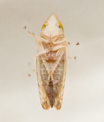 Scaphytopius elegans