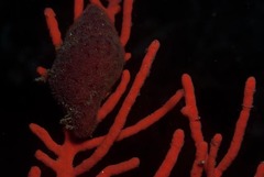 Alcyonidium nodosum