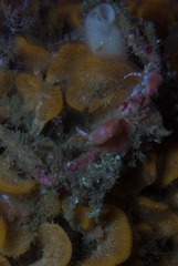 Achaeopsis spinulosa