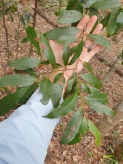 Cryptocarya glaucescens