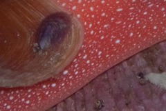 Crepidula porcellana