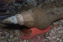 Africofusus ocelliferus