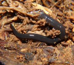 Microplana terrestris