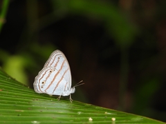 Cepheuptychia glaucina