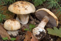 Cortinarius albertii
