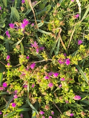 Drosanthemum candens