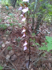 Rhynchostele bictoniensis