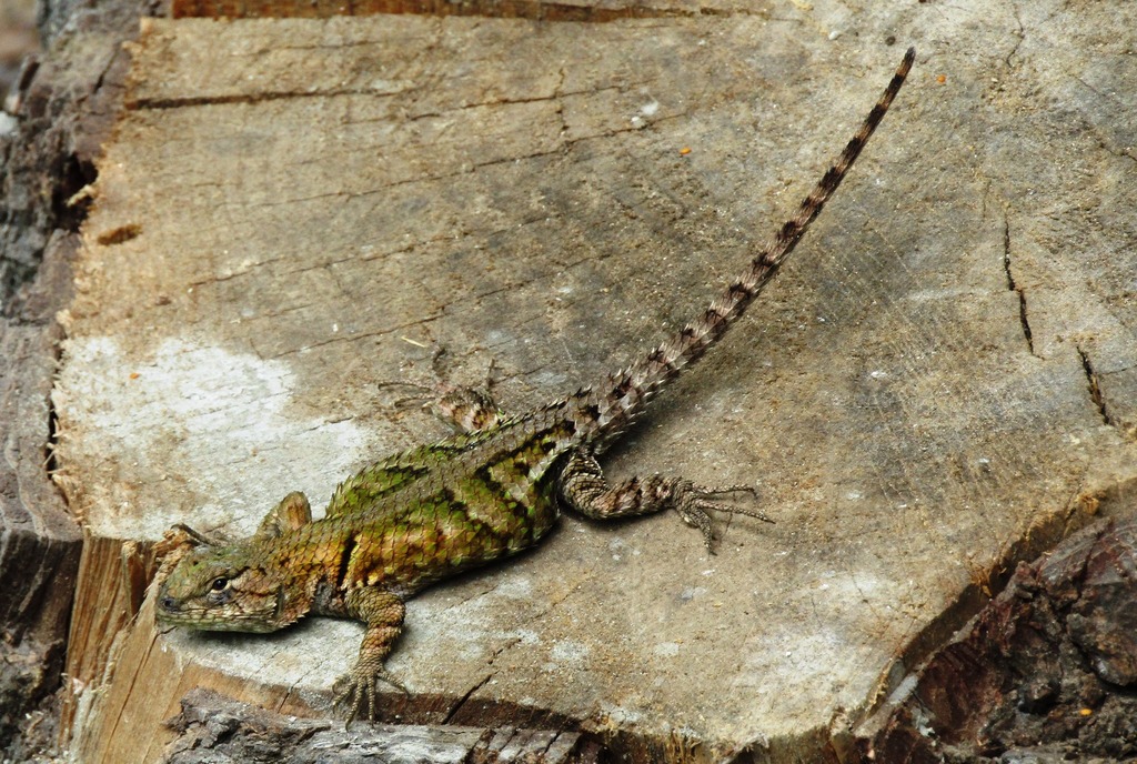 Sierra Juarez Spiny Lizard