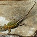 Sierra Juarez Spiny Lizard - Photo (c) Ranulfo Vasquez Vargas, some rights reserved (CC BY-NC), uploaded by Ranulfo Vasquez Vargas