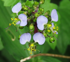 Aneilema dregeanum