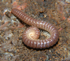 Cambala annulata