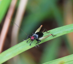 Trigonidium erythrocephalum