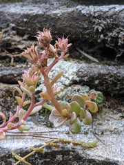 Sedum cockerellii