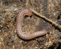 Cambala annulata