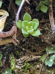 Sedum cockerellii
