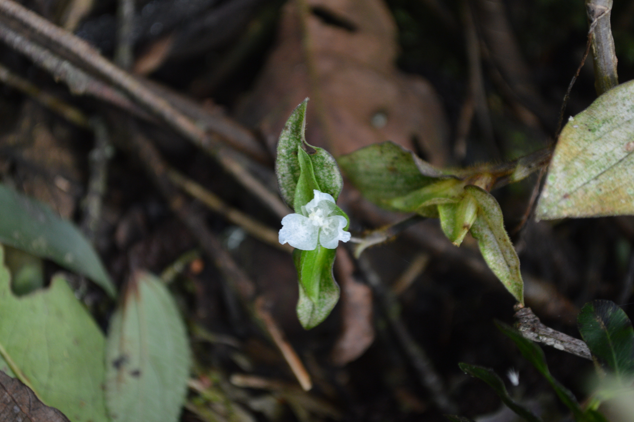 Callisia gracilis image