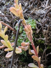 Sedum cockerellii