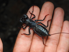 Mastigoproctus cinteotl