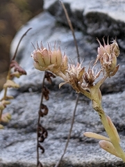 Sedum cockerellii