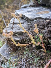 Sedum cockerellii
