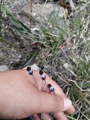 Porophyllum linaria