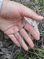 Porophyllum linaria
