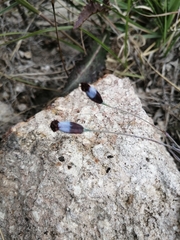 Porophyllum linaria